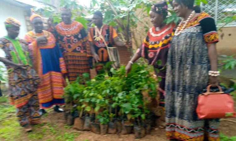 Mayor Ngwakong on his usual activity before becoming Mayor distributing environmental friendly trees to Bafut communities such as Agyati, Njinteh, Njibujang, Ntabuwe, Nsem and alot more with each community benefiting from 200 trees